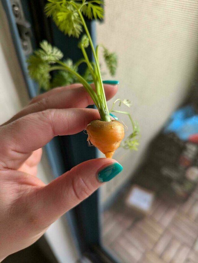 Failed But Cute Harvest (25 pics)