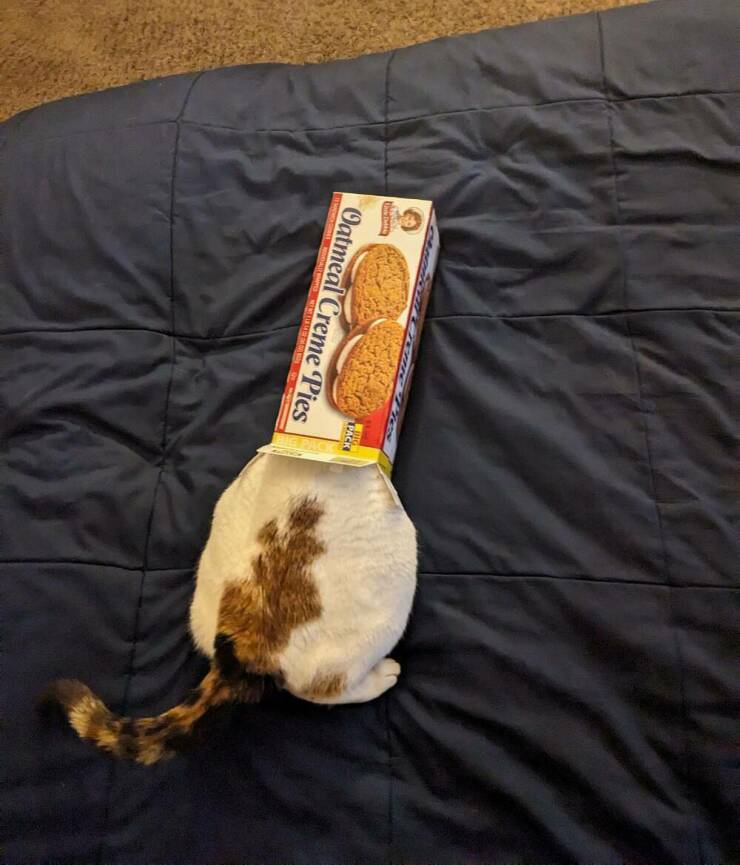 Daily Pictures. Part 2 (57 pics)