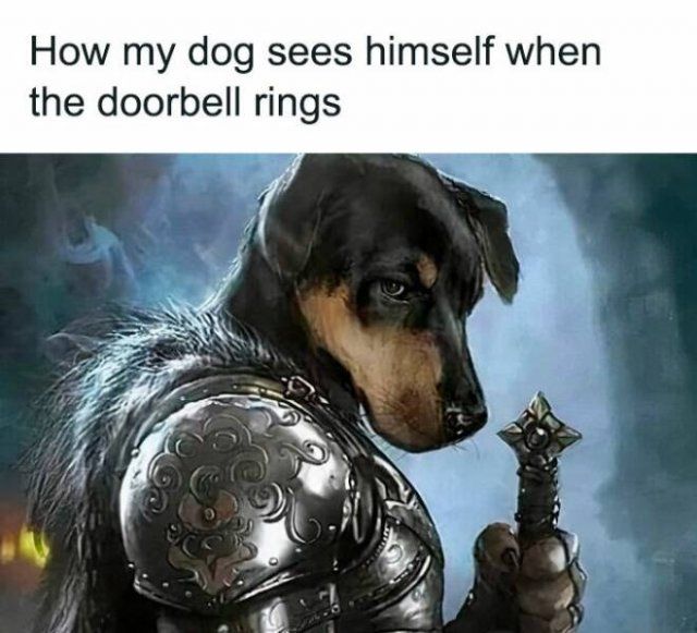Memes For Dog Lovers (23 pics)