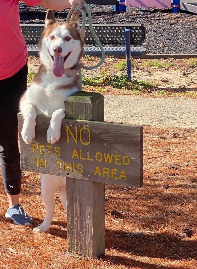 They Don't Care About Rules (15 pics)
