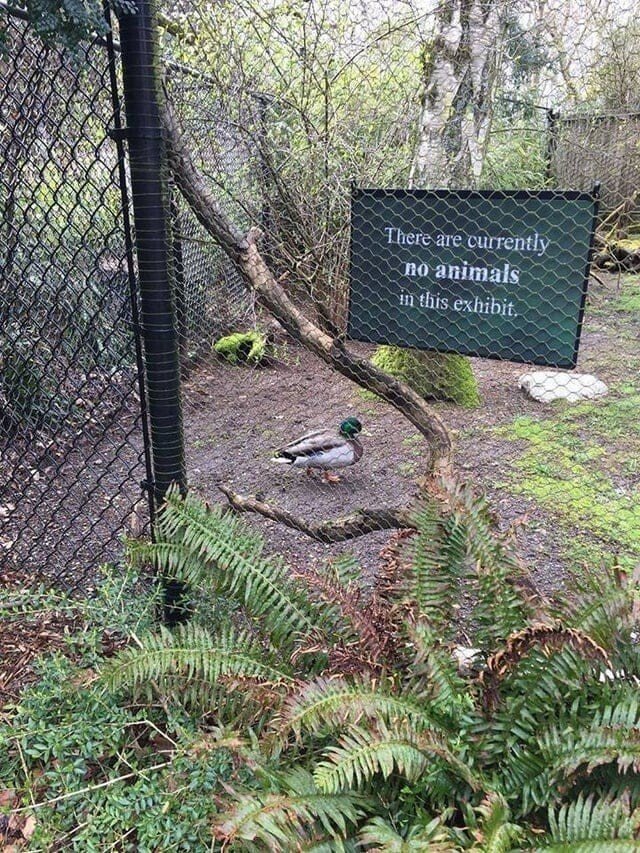 They Don't Care About Rules (15 pics)