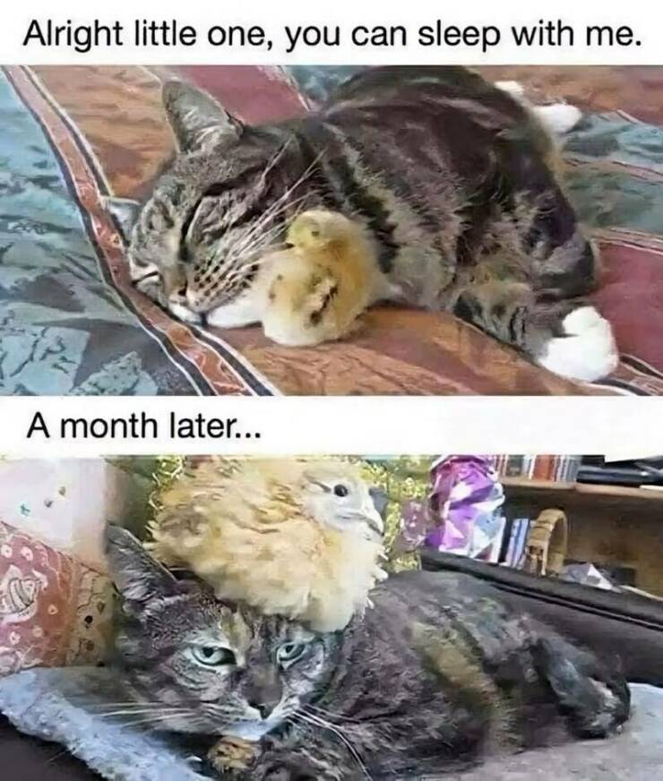 Daily Pictures. Part 2 (61 pics)