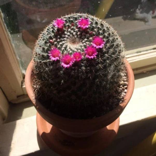 It's Just Pareidolia (20 pics)