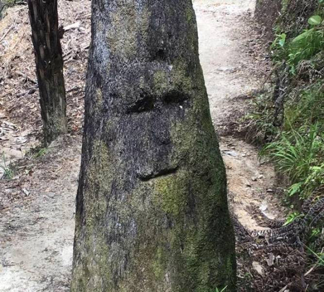It's Just Pareidolia (20 pics)