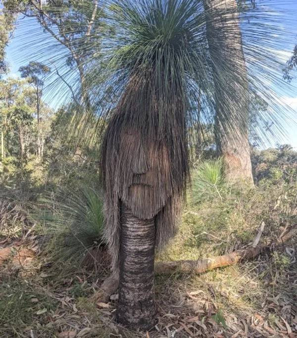 It's Just Pareidolia (20 pics)