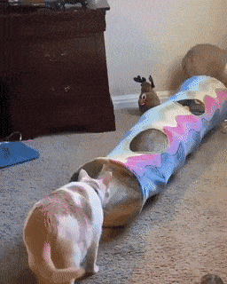 Acid GIFs, February 25 (25 gifs) Acid GIFs, February 25 (25 gifs)