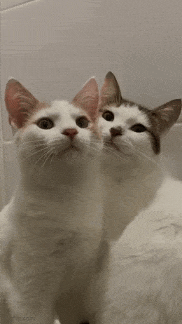 Acid GIFs, February 27 (25 gifs) Acid GIFs, February 27 (25 gifs)