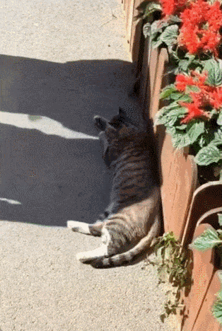 Acid GIFs, February 28 (25 gifs) Acid GIFs, February 28 (25 gifs)