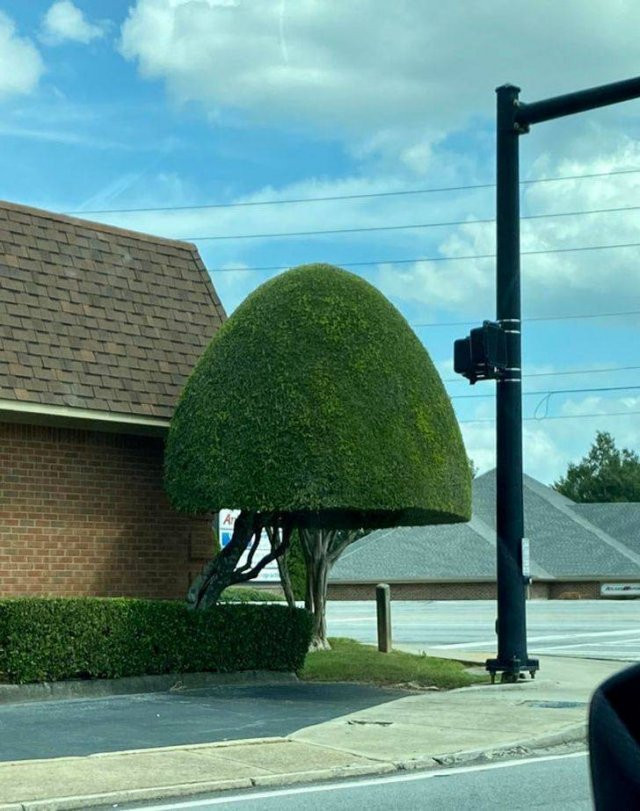 Photos For Perfectionists (17 pics)
