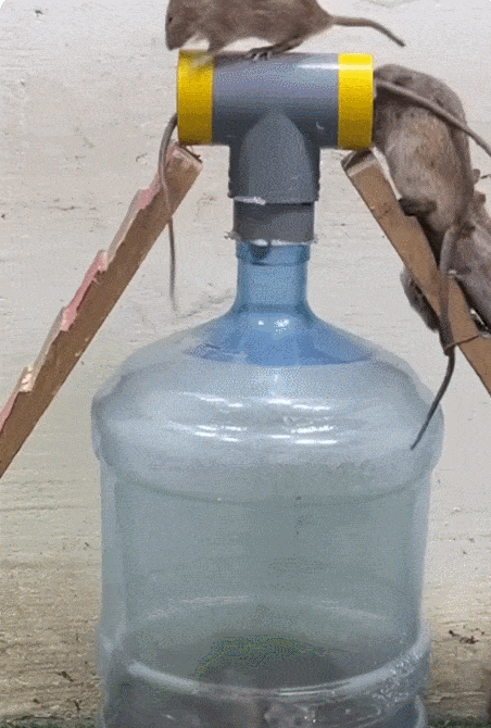 Acid GIFs, March 3 (25 gifs) Acid GIFs, March 3 (25 gifs)