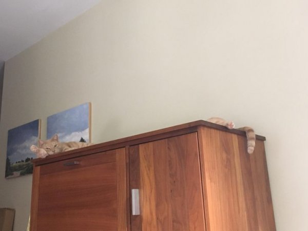 Optical Illusions (17 pics)