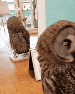 Acid GIFs, March 5 (25 gifs) Acid GIFs, March 5 (25 gifs)