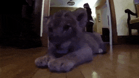 1741281206_13.gif
