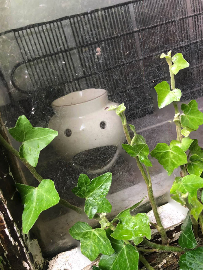 This Is Pareidolia (17 pics)