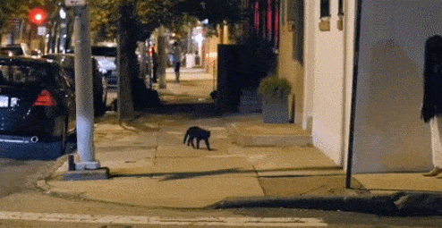 Acid GIFs, March 18 (25 gifs)