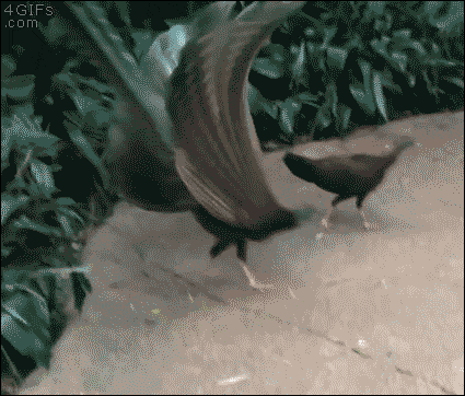 Acid GIFs, March 18 (25 gifs)