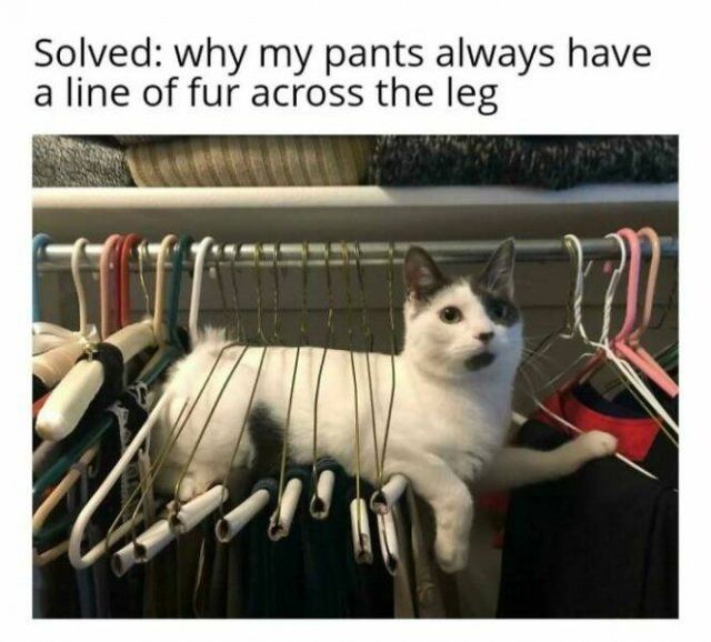 Jokes For Cat Lovers (27 pics)