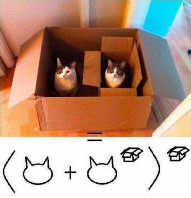 Jokes For Cat Lovers (17 pics)
