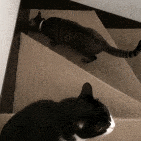 Acid GIFs, April 1 (25 gifs) Acid GIFs, April 1 (25 gifs)