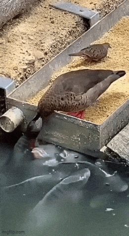 Acid GIFs, April 3 (25 gifs) Acid GIFs, April 3 (25 gifs)