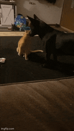Acid GIFs, April 8 (25 gifs) Acid GIFs, April 8 (25 gifs)