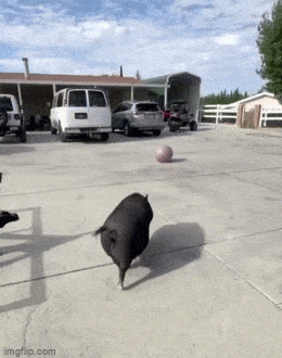 Acid GIFs, April 10 (25 gifs) Acid GIFs, April 10 (25 gifs)