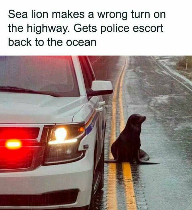 Positive News For Good Mood (22 pics)