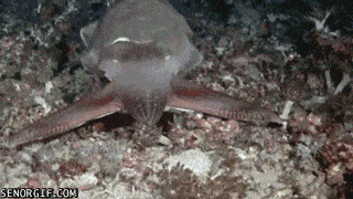Acid GIFs, April 11 (25 gifs) Acid GIFs, April 11 (25 gifs)