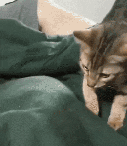 Acid GIFs, April 22 (25 gifs)