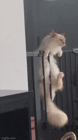 Acid GIFs, April 23 (25 gifs)