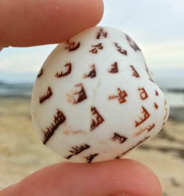 Strange Finds From The Ocean (29 pics)