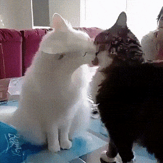 Acid GIFs, April 30 (25 gifs) Acid GIFs, April 30 (25 gifs)