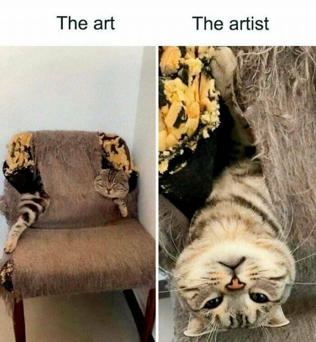 Jokes For Cat Lovers (24 pics)