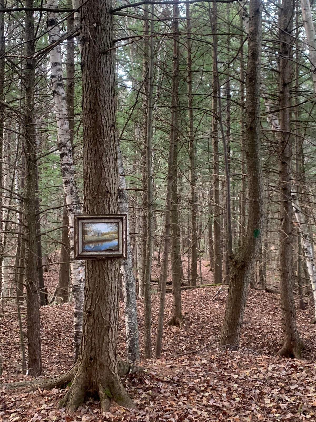 Strange Finds In The Forest (26 pics)