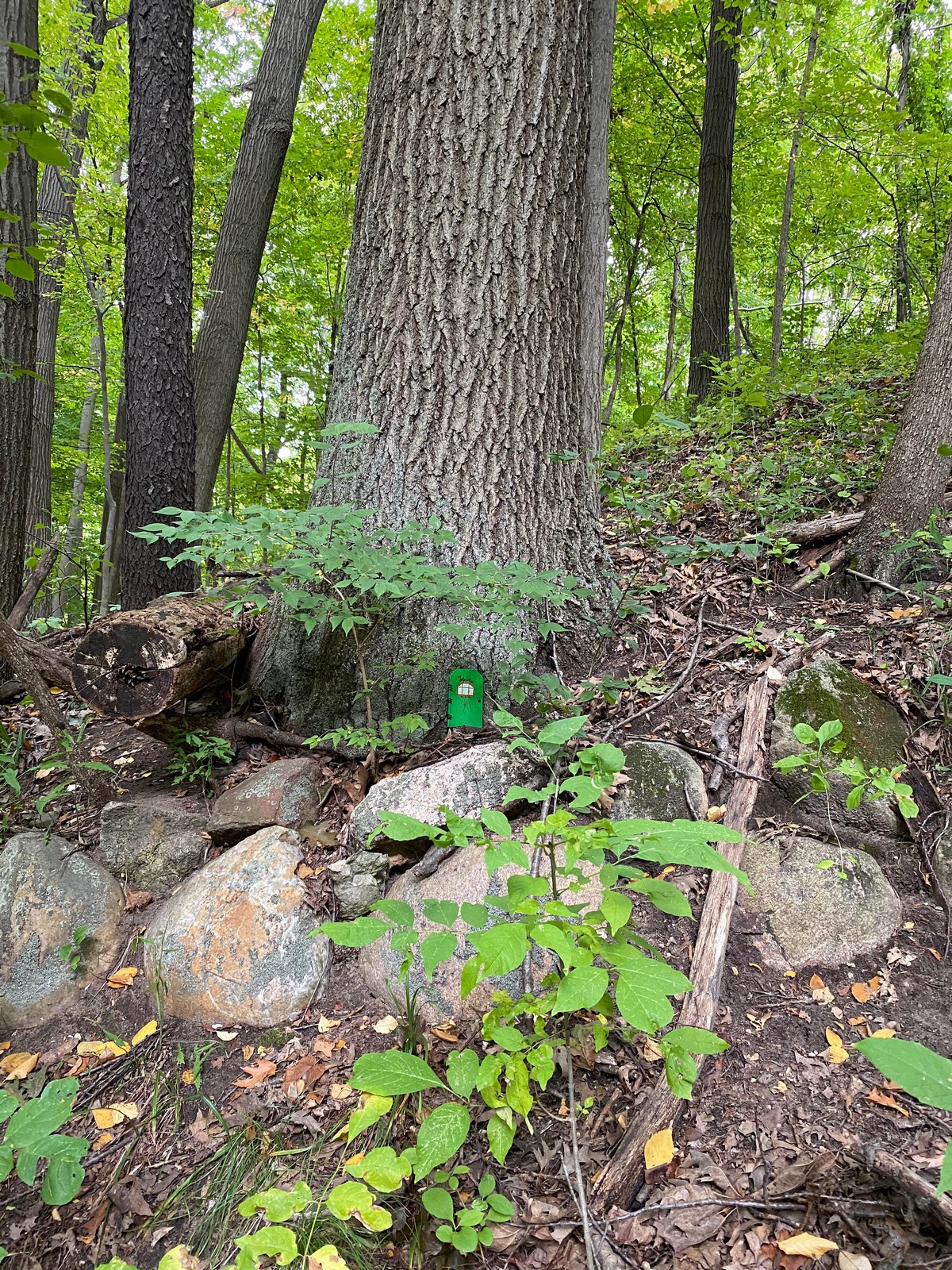 Strange Finds In The Forest (26 pics)