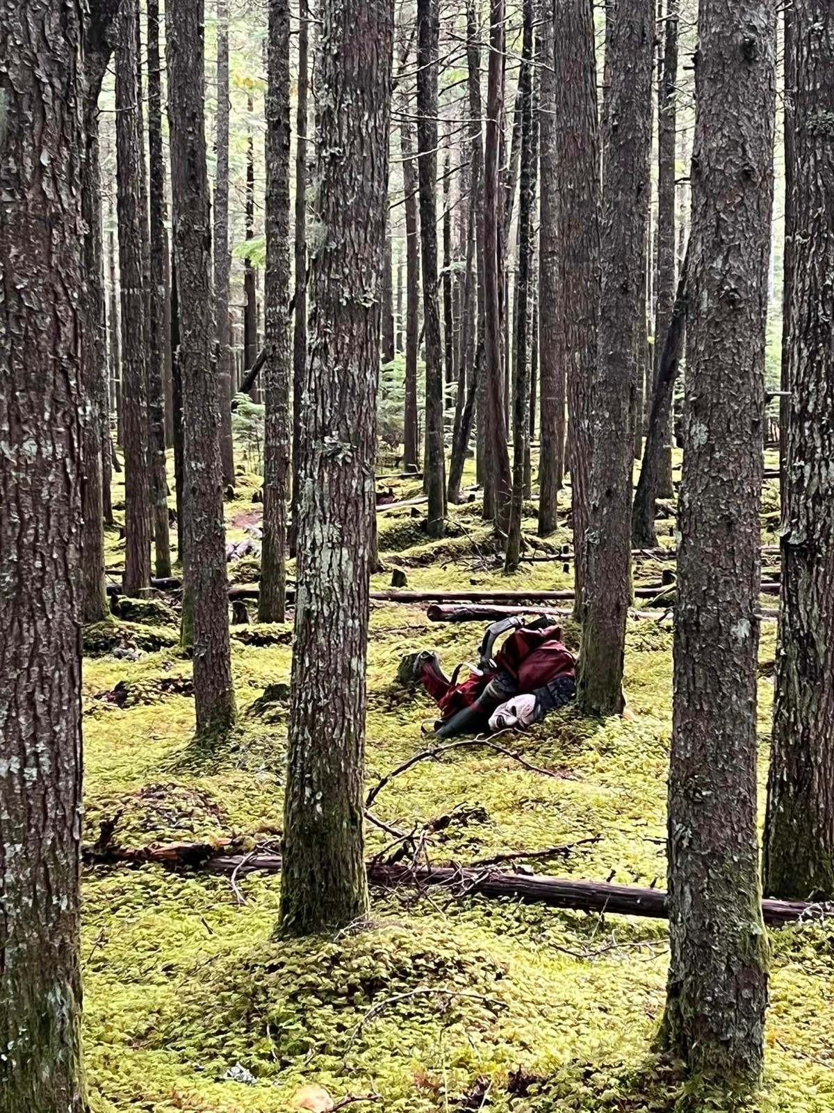 Strange Finds In The Forest (26 pics)