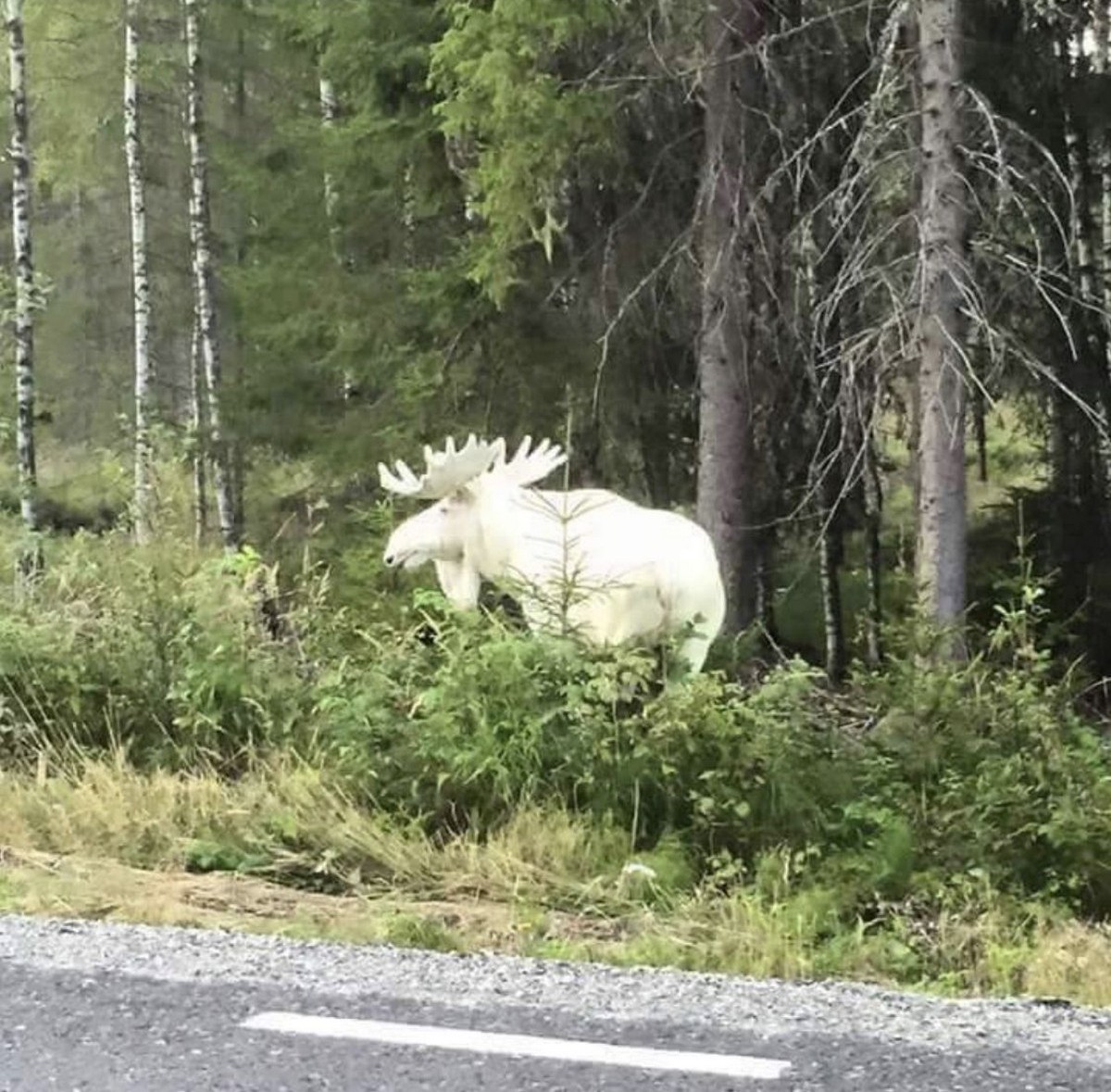 Strange Finds In The Forest (26 pics)