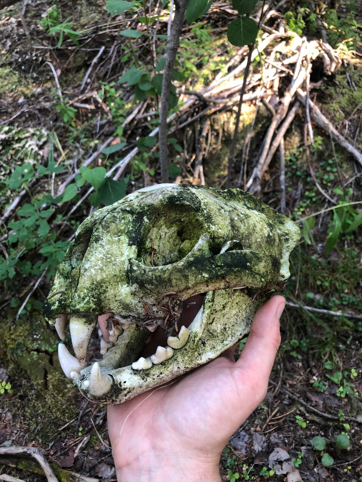 Strange Finds In The Forest (26 pics)