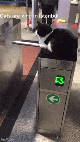 Acid GIFs, May 5 (25 gifs) Acid GIFs, May 5 (25 gifs)