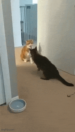 Acid GIFs, May 6 (25 gifs) Acid GIFs, May 6 (25 gifs)