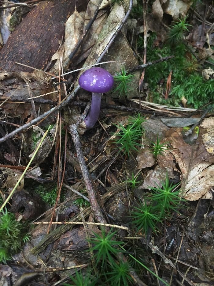 Strange Finds In The Forests (23 pics)