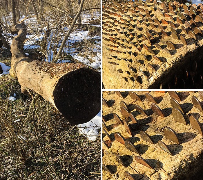 Strange Finds In The Forests (23 pics)