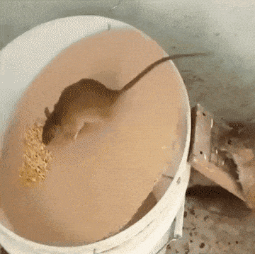 Acid GIFs, May 9 (25 gifs) Acid GIFs, May 9 (25 gifs)