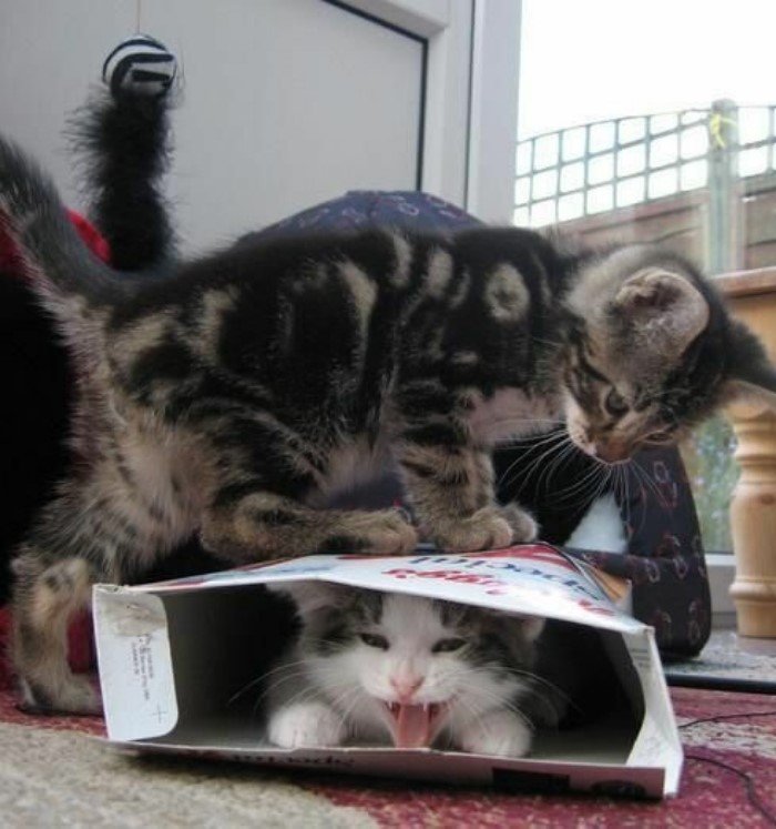 Right Moment (20 pics)