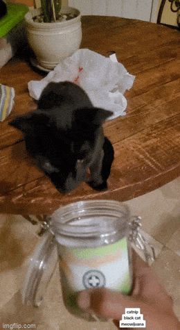Acid GIFs, May 12 (25 gifs)