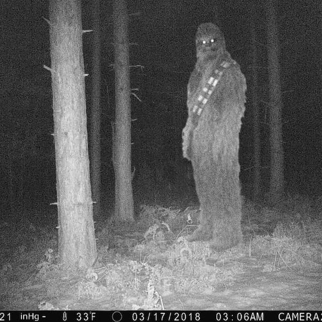 Strange And Funny Photos From The Forest (29 pics)