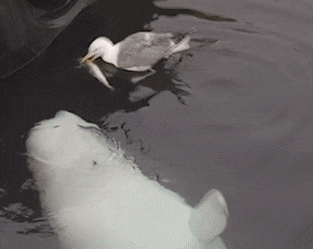 Acid GIFs, May 15 (25 gifs) Acid GIFs, May 15 (25 gifs)