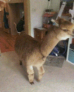 Acid GIFs, May 16 (25 gifs) Acid GIFs, May 16 (25 gifs)
