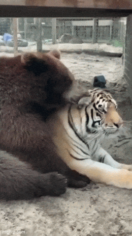 Acid GIFs, May 19 (25 gifs) Acid GIFs, May 19 (25 gifs)