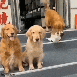 Acid GIFs, May 19 (25 gifs)